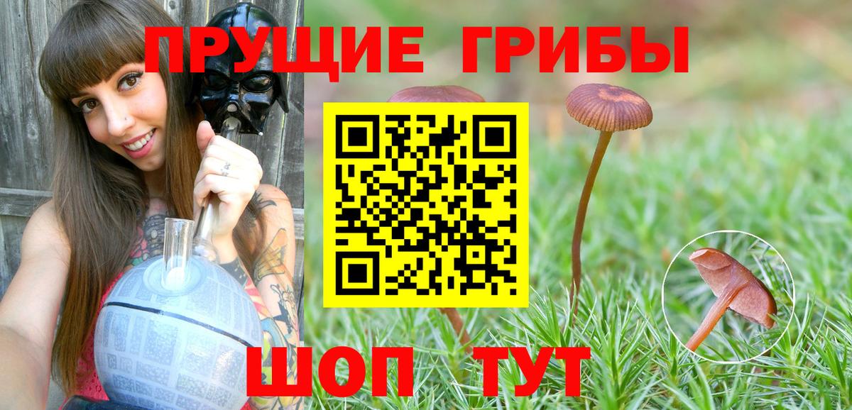 Псилоцибиновые грибы Cubensis Заречный