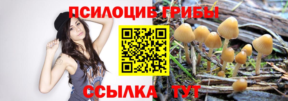 Заречный  Галлюциногенные грибы Psilocybine cubensis  наркошоп  Вход с VPN  Псилоцибиновые грибы прущие грибы 